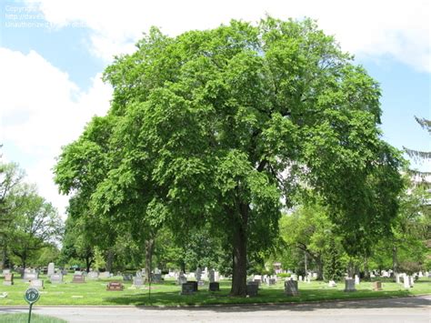 Slippery Elm (Ulmus fulva, Ulmus rubra) | LONE PINE