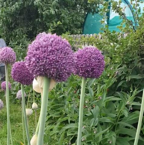 Perennial leeks (4) - The Backyard Larder