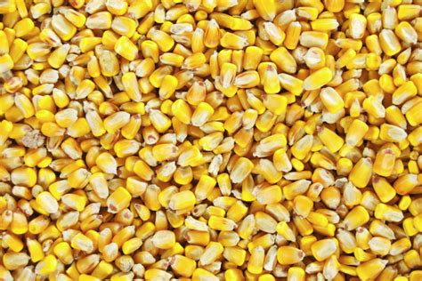 Grain market review: Coarse grains | 2020-06-08 | World Grain