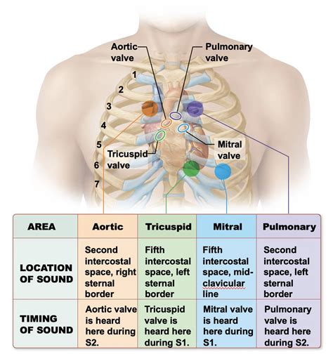 Sounds of the heart Diagram | Quizlet