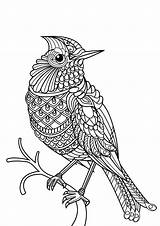Bird  Coloring Pages For Kids sketch template