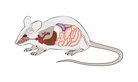 Mouse Anatomy Photograph by Joe Brock, Research Illustration, Francis Crick Institute/science ...