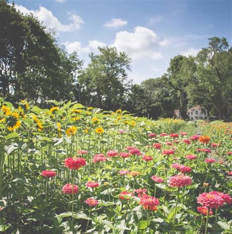 Visit The 5 Most Beautiful Flower Fields In Massachusetts