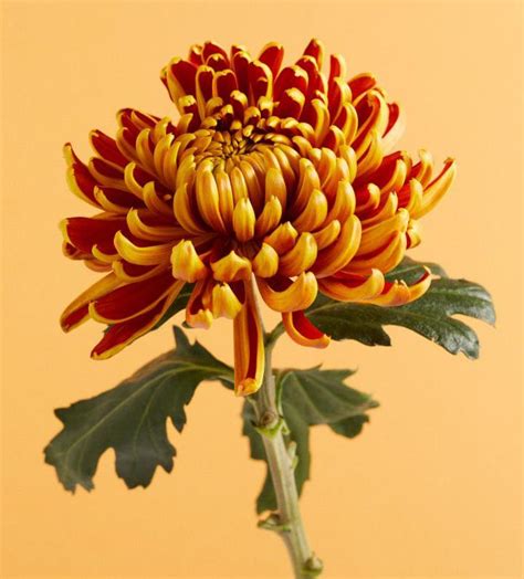 Chrysanthemum (Kiku) — Red Crowned Tattoo