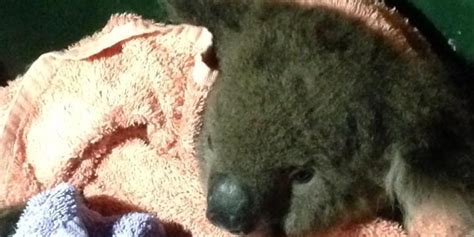 Sean, Injured Koala, Rescued With Mouth-To-Mouth Resuscitation | HuffPost