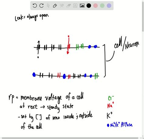 SOLVED:What is the resting potential, and how is it created and maintained? (page 278 )