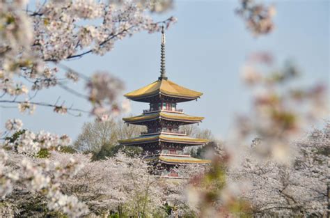 Wuhan's East Lake Cherry Blossom Park 东湖樱花园