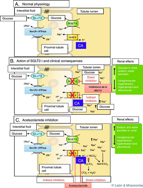 Acetazolamide Mechanism