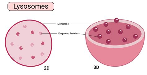 Lysosome Function In Animal Cell