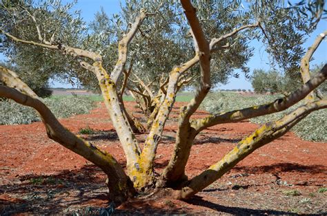 Pruning olive trees: “Without too much wood, the olives will be better and more”