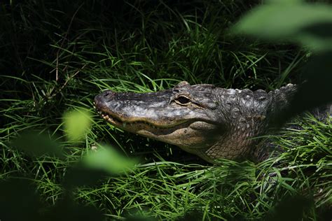 Free Images : nature, grass, wildlife, green, reptile, fauna, vertebrate, crocodilia, american ...