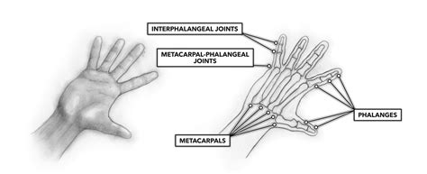 CrossFit | Movement About Joints, Part 4: The Hand and Fingers