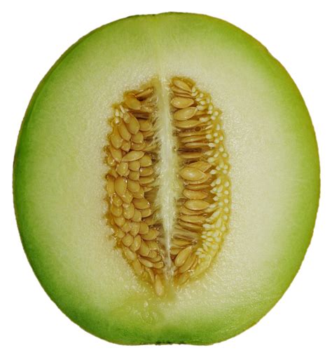 File:Cantaloupe Melon cross section.png - Wikimedia Commons