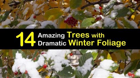 14 Amazing Trees with Dramatic Winter Foliage