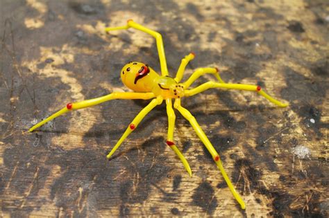 The happy-face spiders Theridion grallator Hawaiian | Etsy