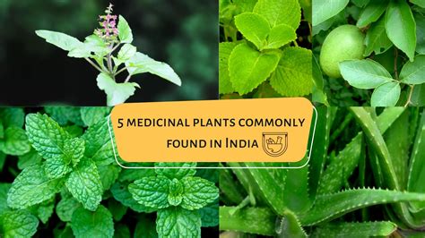 5 medicinal plants commonly found in India - Nature Speakz