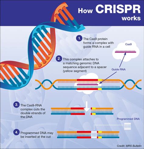 CRISPR - Things You Should Know About CRISPR Gene-Editing Tool