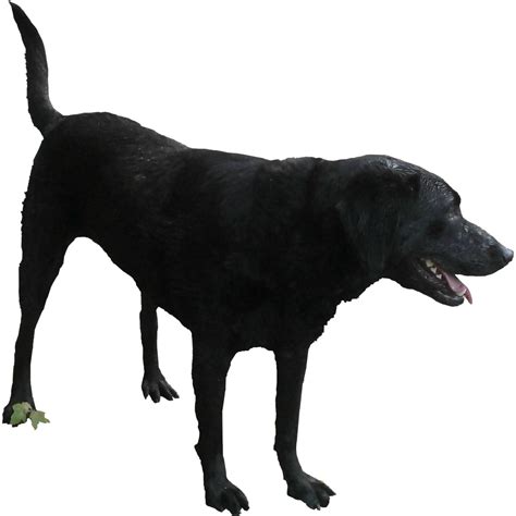 Black Dog PNG Transparan - PNG All