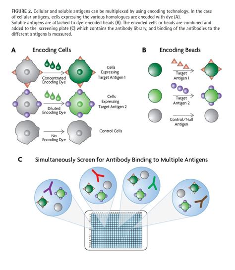 Advanced Therapeutic Antibody Discovery with Multiplexed Screening - Drug Discovery World (DDW)