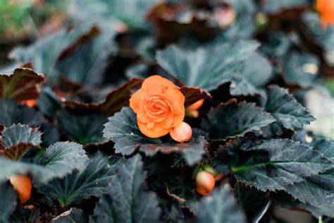 Begonia Care - petesgreenhouse.com