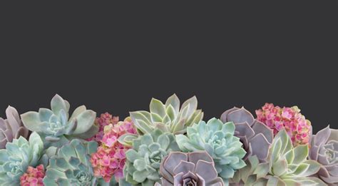 118,256 BEST Succulent And Floral Background IMAGES, STOCK PHOTOS ...