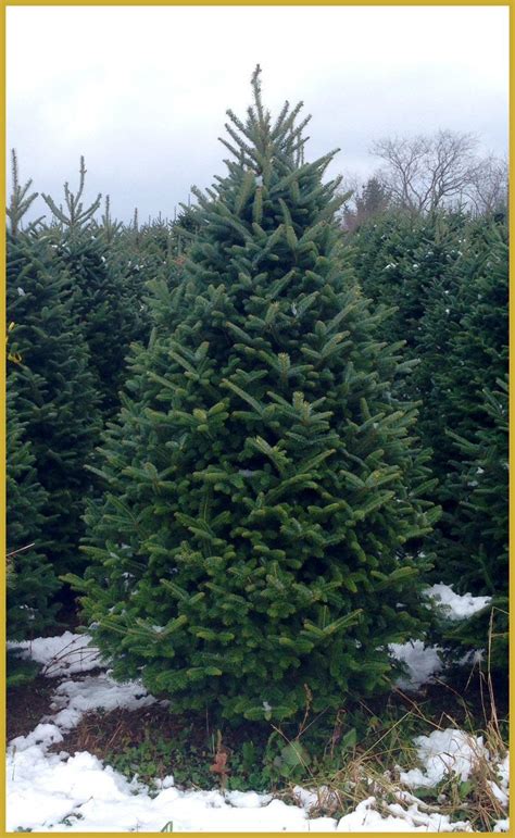 6 ft. Real Christmas Tree Delivered to your Door | Real Christmas Trees ...