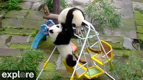 Why Pandas Are Endangered Funny Video - Funny PNG