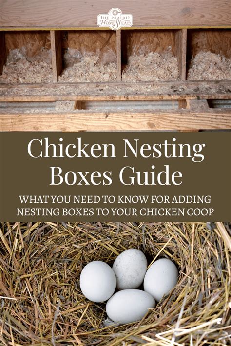 Ultimate Guide to Chicken Nesting Boxes - United Push Back