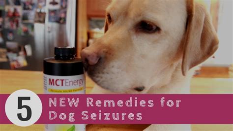 How To Treat A Dog With A Seizure