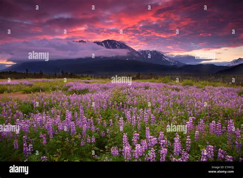 Alaska flowers hi-res stock photography and images - Alamy