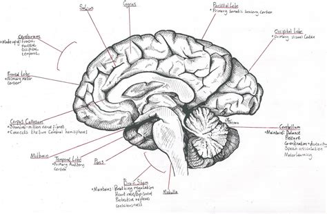 Human Brain Sagittal View
