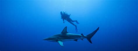 Durban Shark Diving Experience | Nomad Africa Adventure Tours