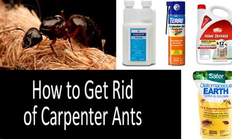 Best Insecticide For Carpenter Ants - PestPhobia