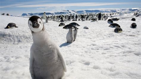 Penguins Invade Iceland | Guide to Iceland