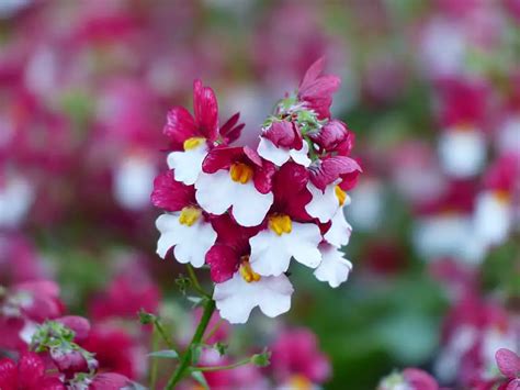 Nemesia (Nemesia) – A to Z Flowers