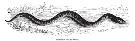 Slither Images, Stock Photos & Vectors | Shutterstock