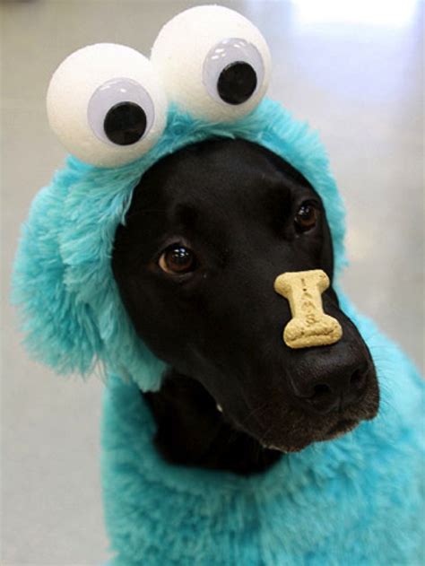 Cool, crazy and funny ideas for you to dress up your doggies this next Halloween. Check out more ...