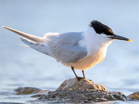 Sandwich Tern Bird Facts (Thalasseus sandvicensis) | Birdfact