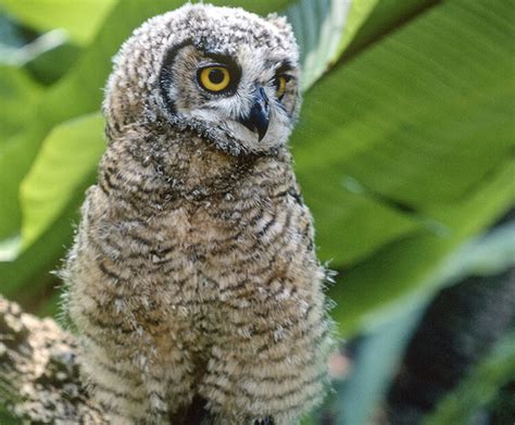 Great horned owl | San Diego Zoo Kids