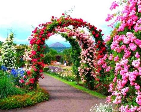 Natural Rose Flower Garden Photos | Best Flower Site