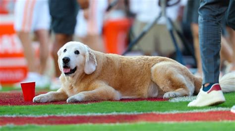 WATCH: Steve Sarkisian Makes Texas Longhorns 'Recruiting Pitch' to Ben ...