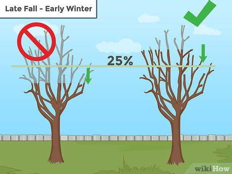 How to Prune a Tree: 13 Steps (with Pictures) - wikiHow