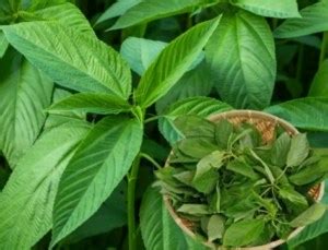 Impressive Fertility Benefits Of Jute Leaf (Ewedu Leaves)