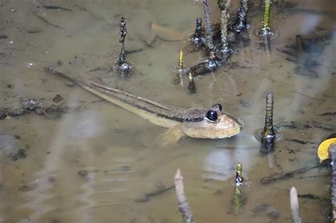 Mudskipper Care And Maintenance | What You Need To Know - Badman's ...