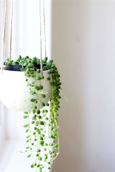 Marvelous Low Maintenance Hanging Indoor Plants Types Of Succulent