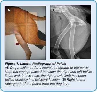 Dog Pelvic Limb Anatomy