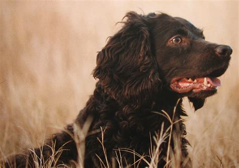 Cute Boykin Spaniel dog photo and wallpaper. Beautiful Cute Boykin Spaniel dog pictures