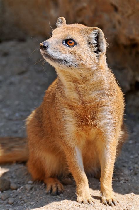 Posing mongoose | A cute yellow mongoose, living by the way … | Flickr