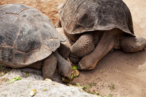 Beautiful Bermuda for the Honeymoon - Flora and Fauna