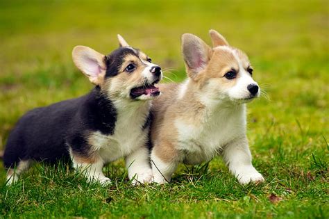 HD wallpaper: brown and white Corgi puppies on ground during daytime ...